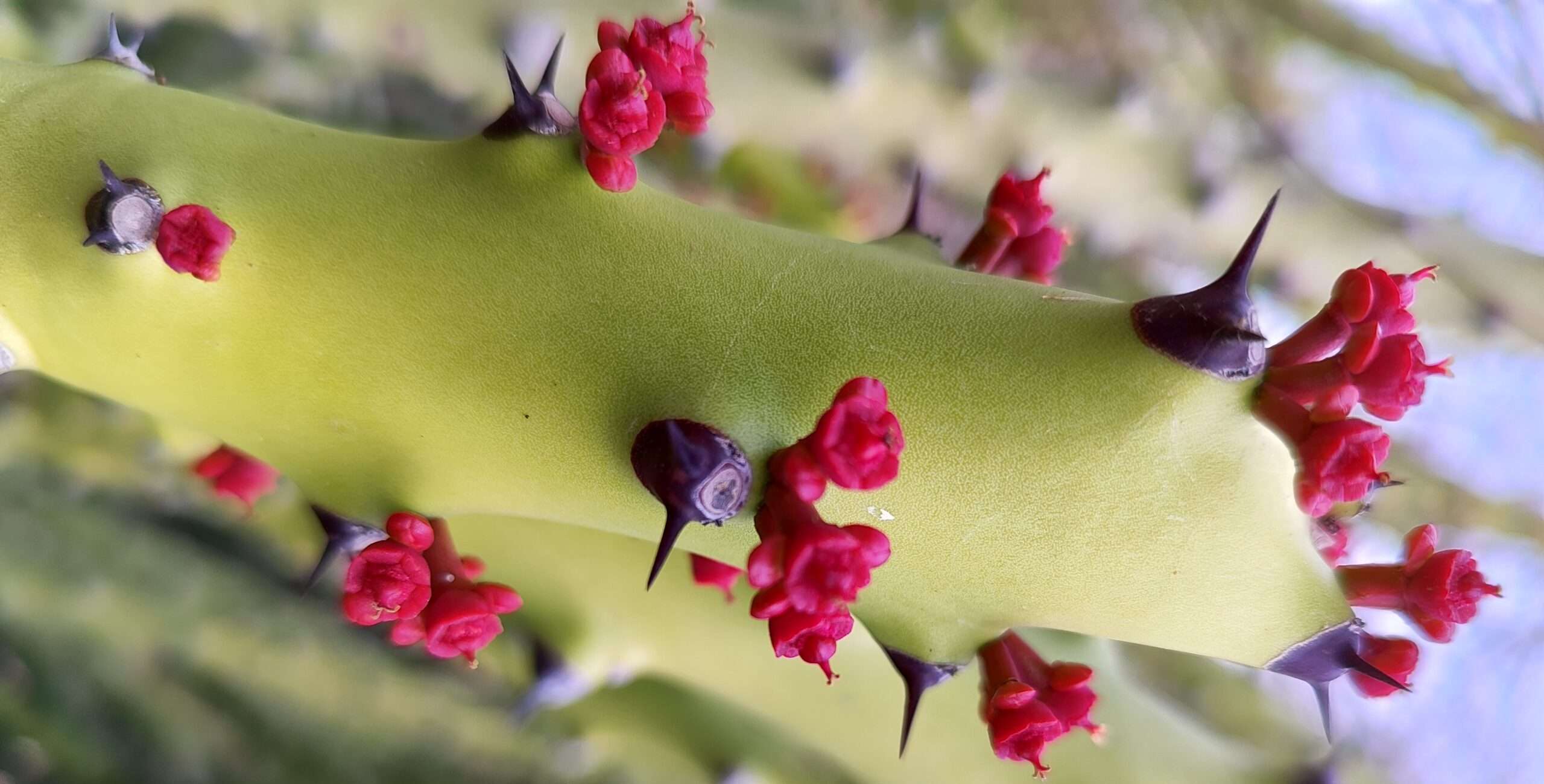 Cactus flower plant